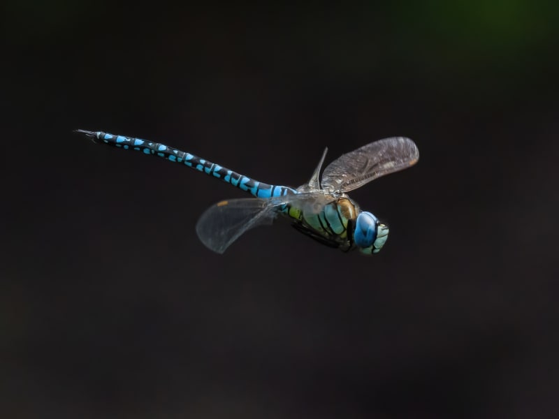 Image from Aeshna affinis album