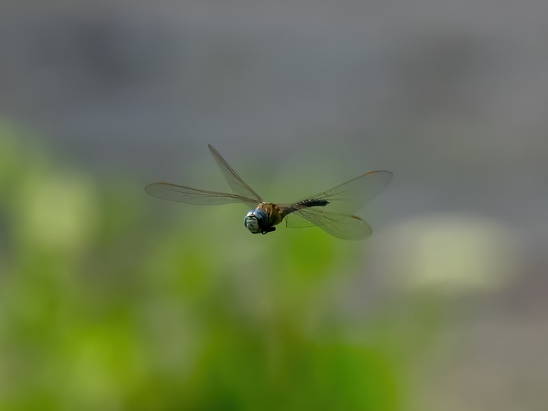 Image from Aeshna affinis album