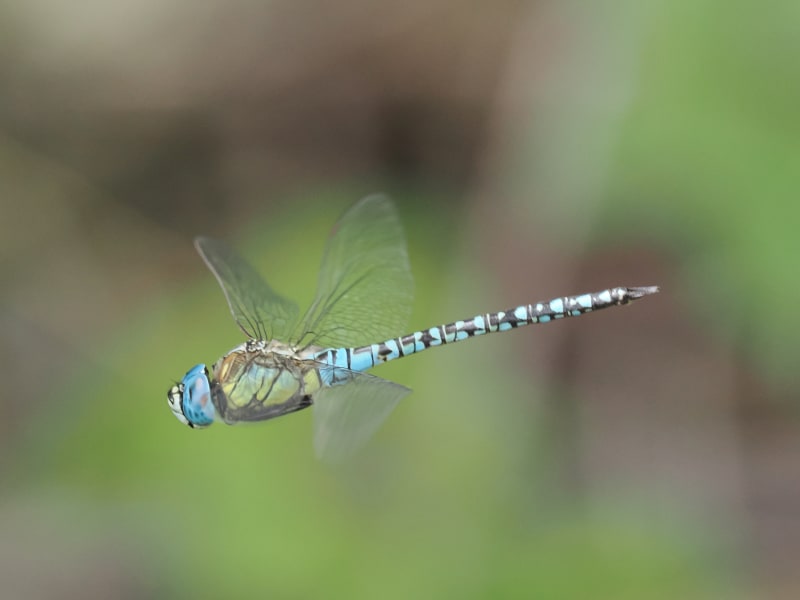 Image from Aeshna affinis album