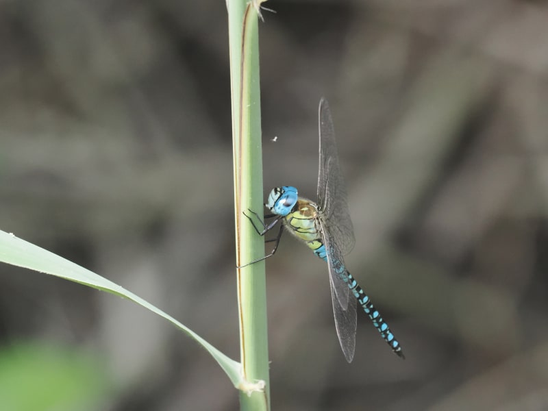 Image from Aeshna affinis album