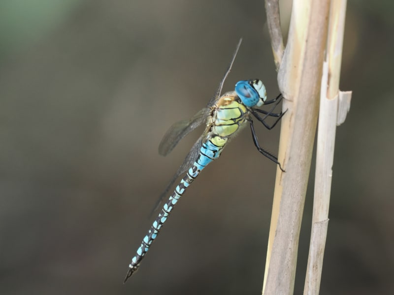 Image from Aeshna affinis album