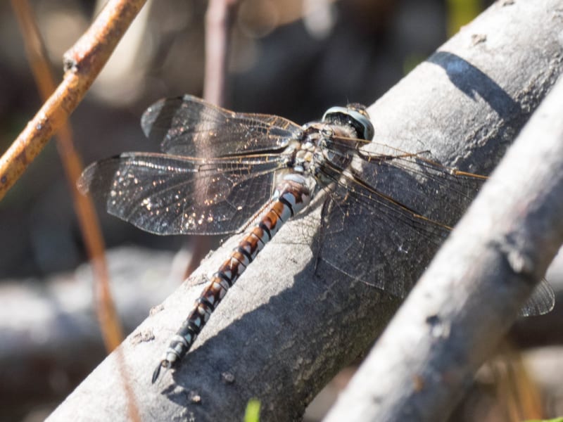 Image from Aeshna caerulea album