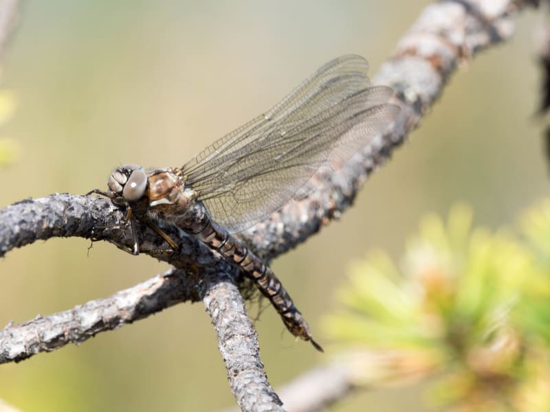 Image from Aeshna caerulea album