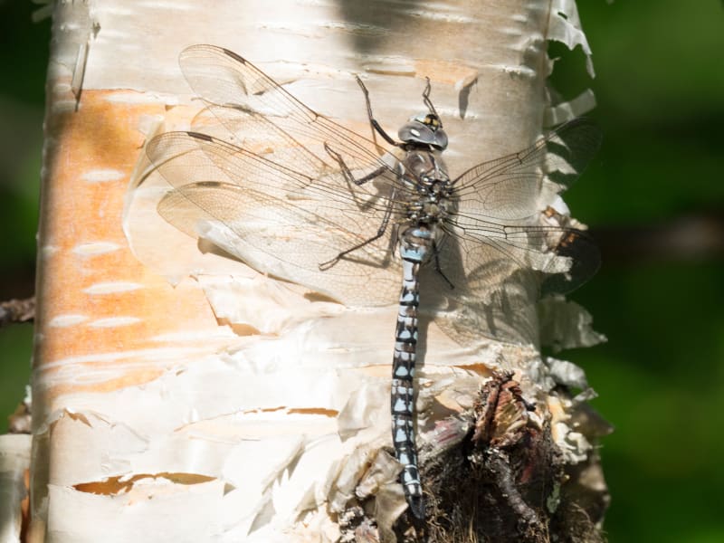 Image from Aeshna caerulea album