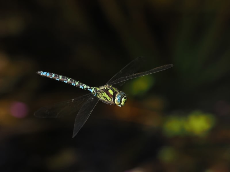 Image from Aeshna cyanea album