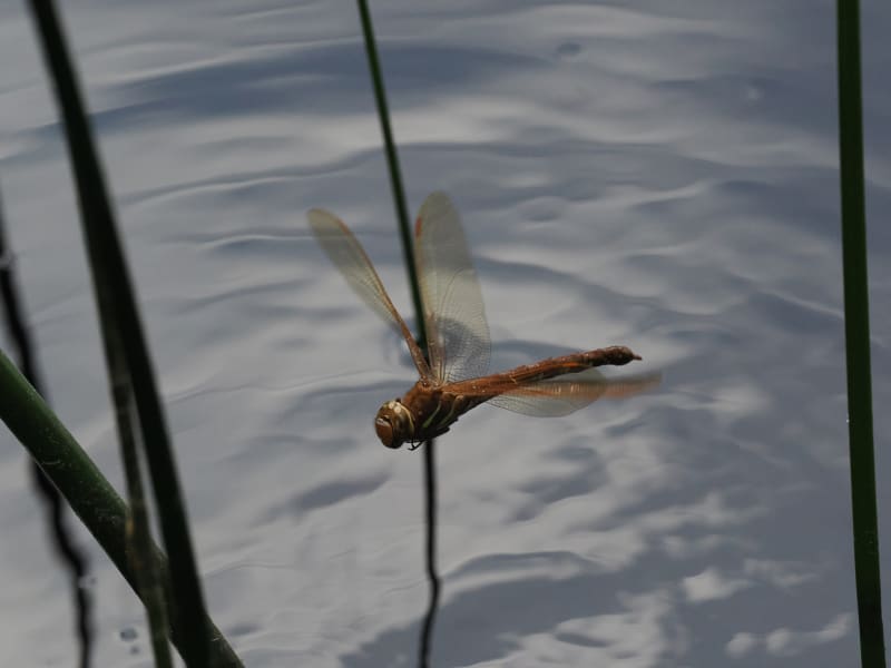 Aeshna grandis