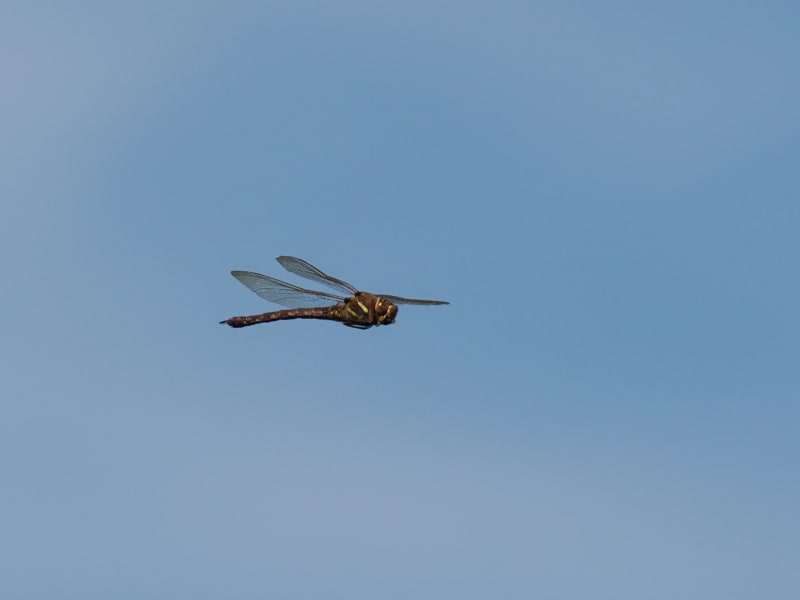 Image from Aeshna grandis album