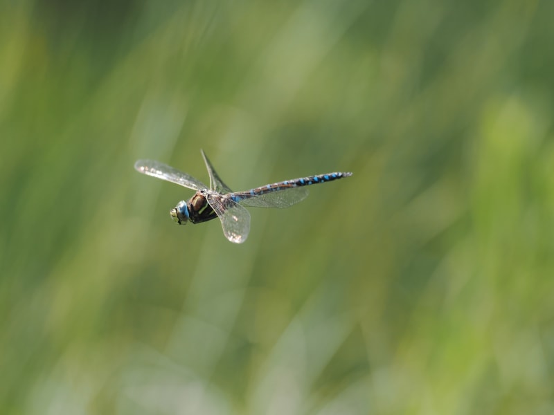 Image from Aeshna juncea album