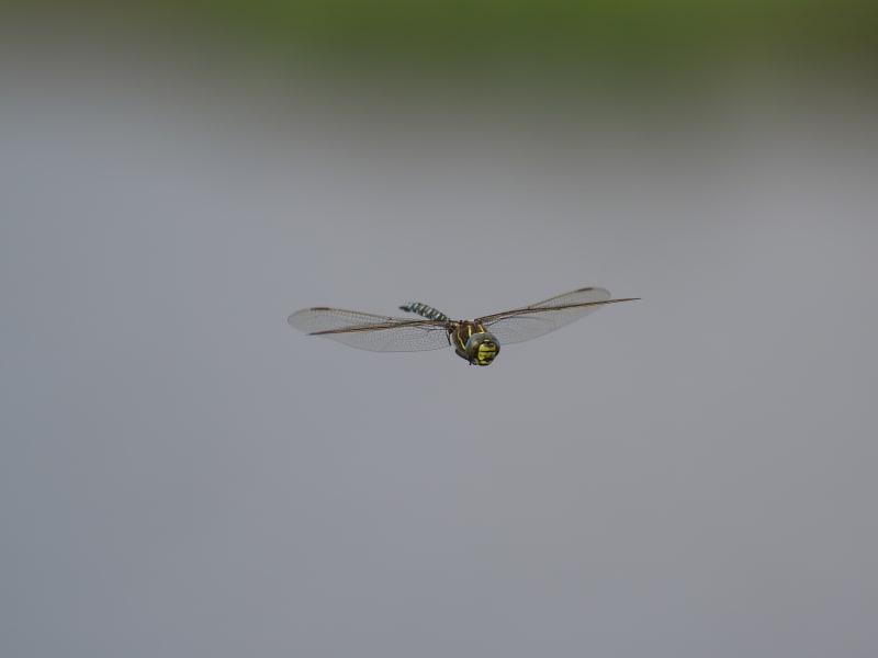 Image from Aeshna juncea album