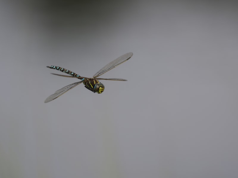 Image from Aeshna juncea album