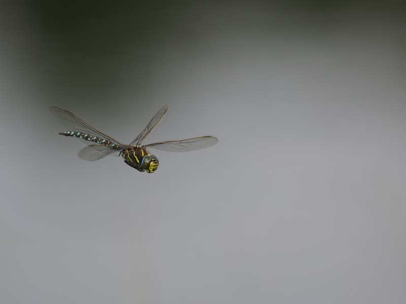 Image from Aeshna juncea album