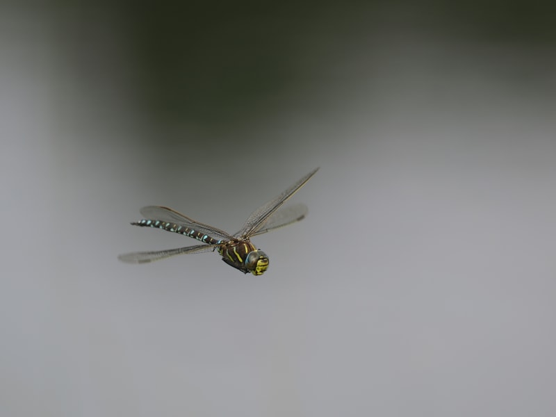 Image from Aeshna juncea album