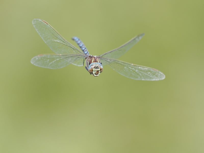 Image from Aeshna juncea album