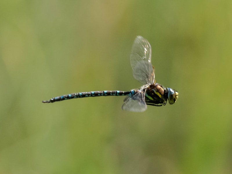 Image from Aeshna juncea album