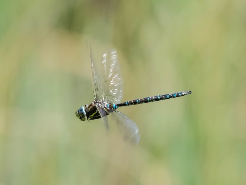 Image from Aeshna juncea album