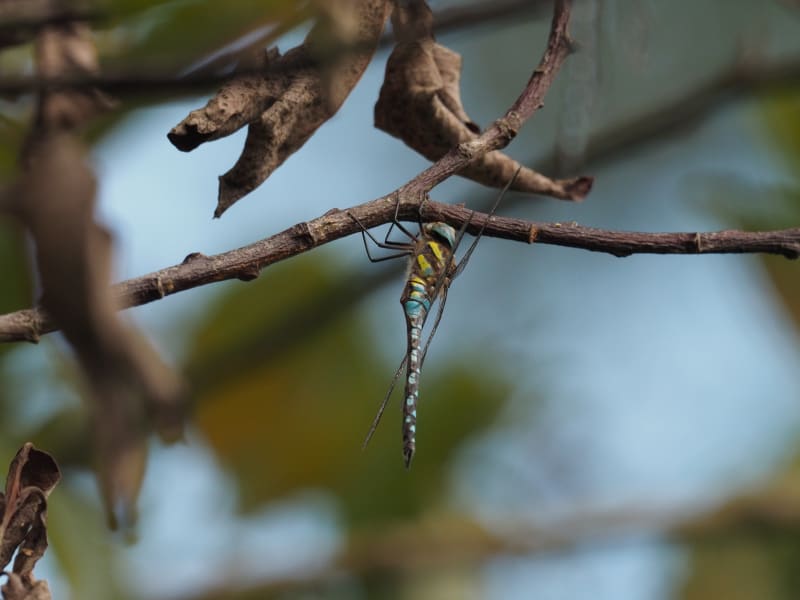 Image from Aeshna mixta album