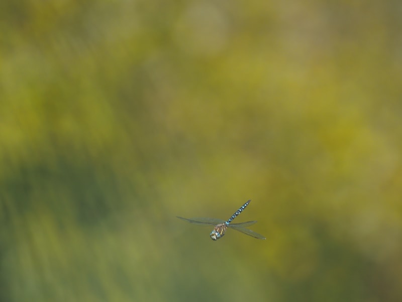 Image from Aeshna mixta album