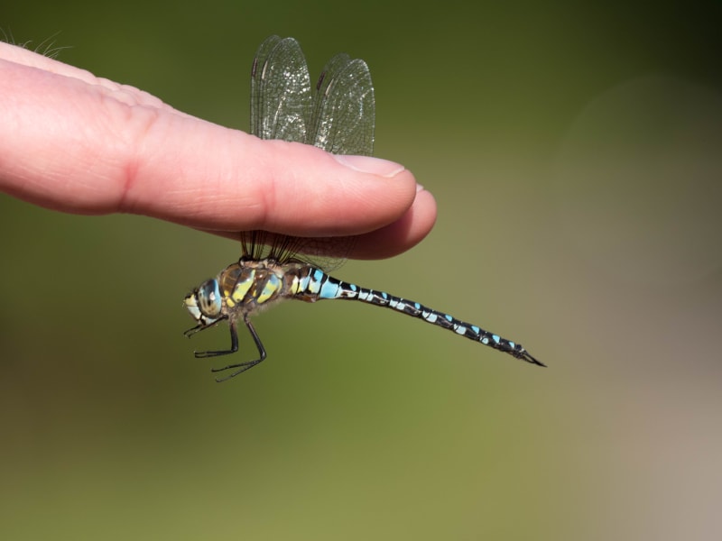 Image from Aeshna mixta album