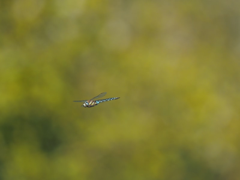 Image from Aeshna mixta album