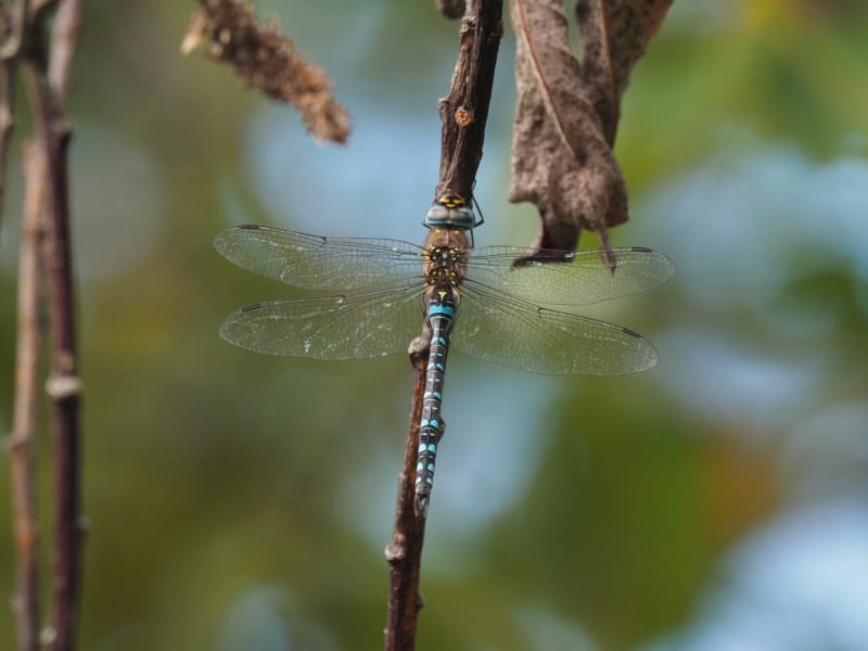 Image from Aeshna mixta album