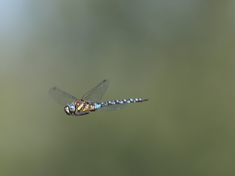 Image from Aeshna mixta album