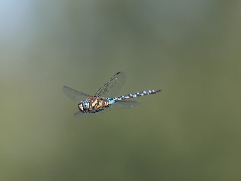 Image from Aeshna mixta album