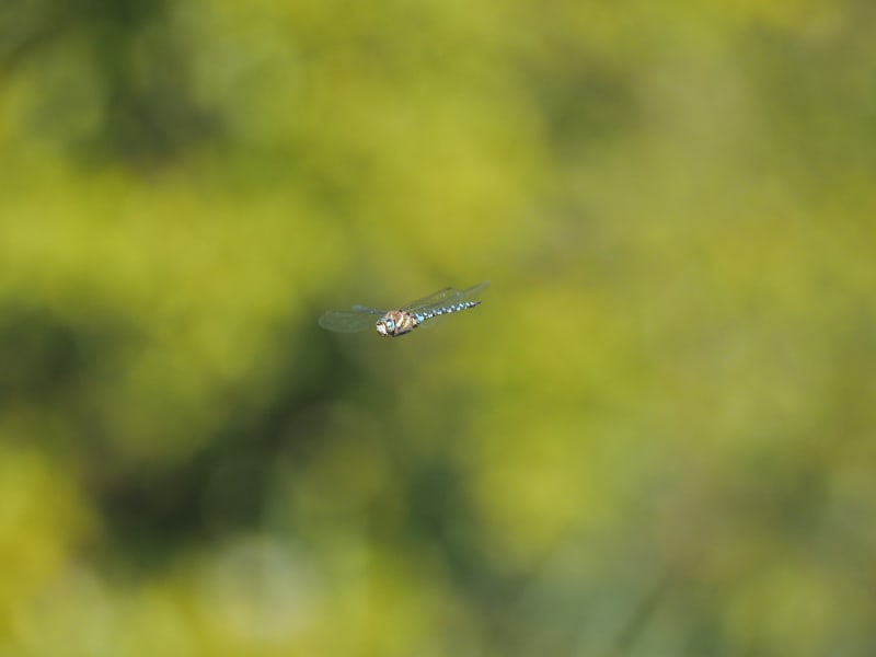 Image from Aeshna mixta album