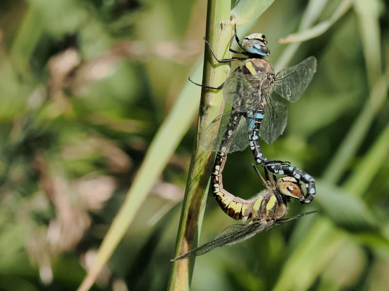 Image from Aeshna mixta album