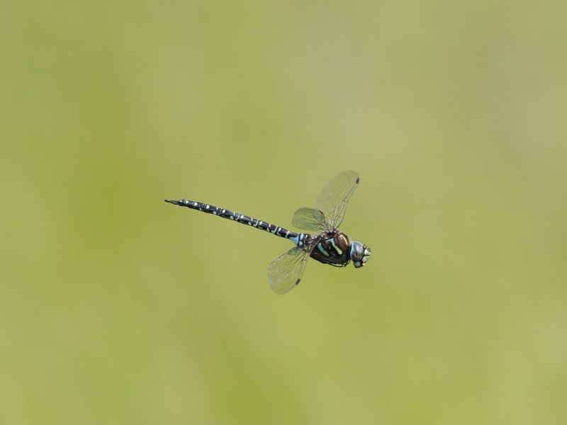 Image from Aeshna subarctica album