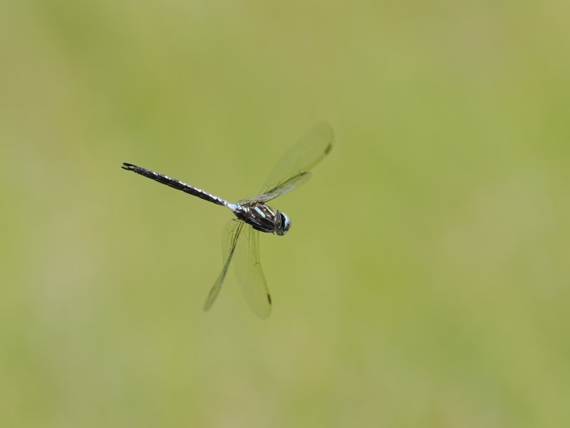 Image from Aeshna subarctica album