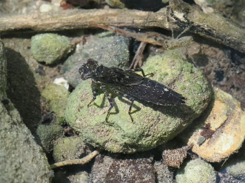 Image from Boyeria cretensis album