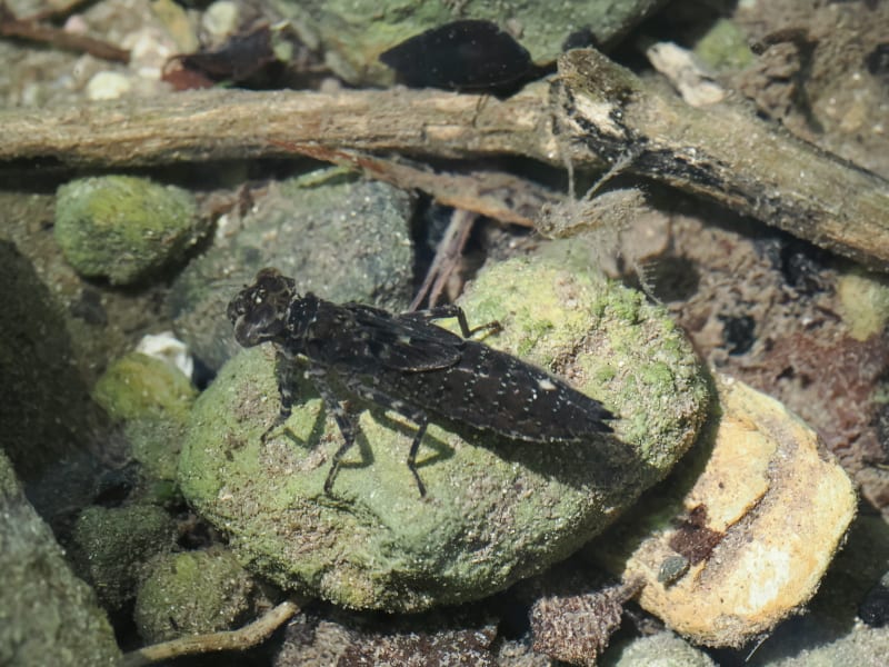 Image from Boyeria cretensis album