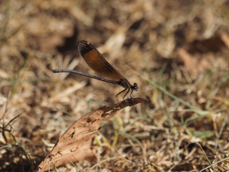 Image from Calopteryx haemorrhoidalis album