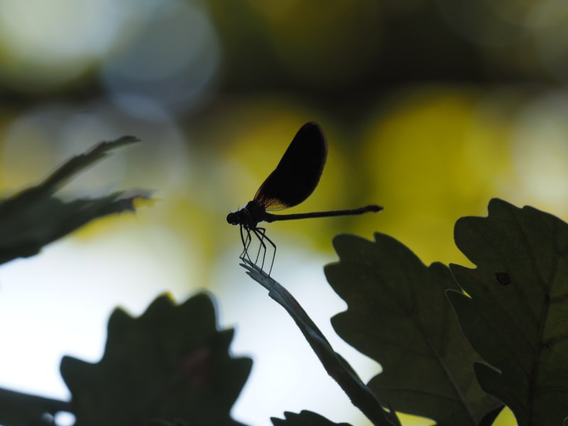 Image from Calopteryx haemorrhoidalis album