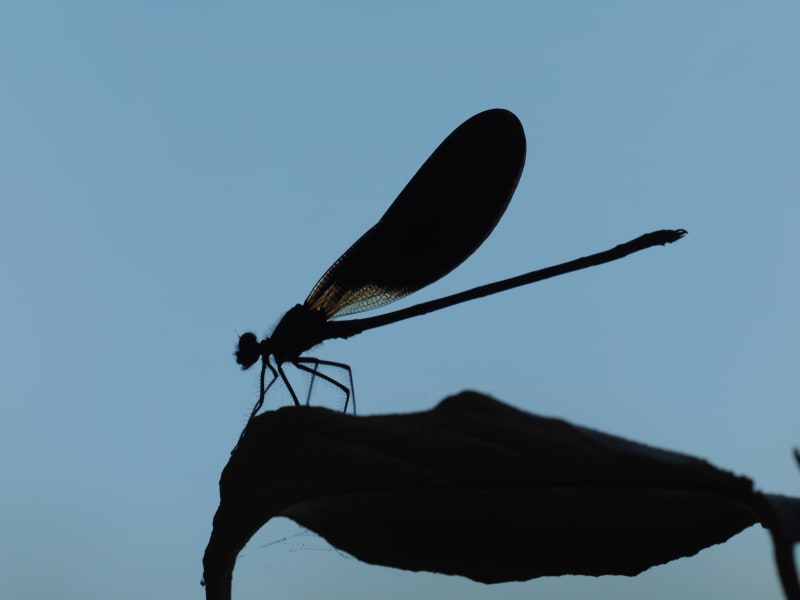 Image from Calopteryx haemorrhoidalis album
