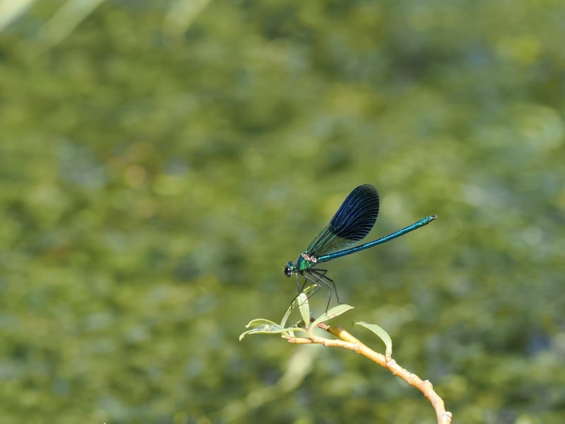 Image from Calopteryx splendens album