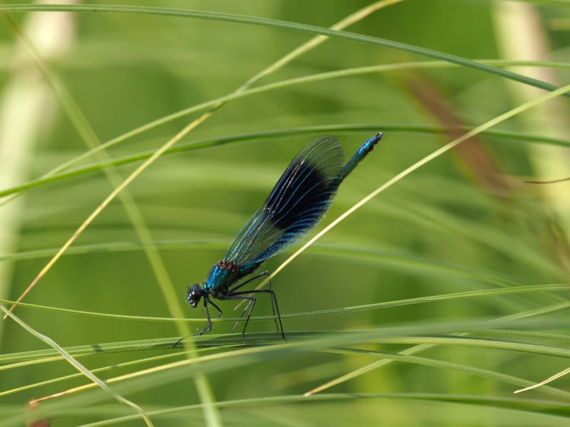 Image from Calopteryx splendens album