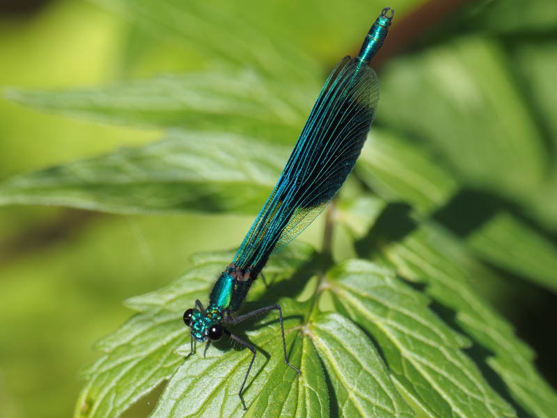Image from Calopteryx splendens album