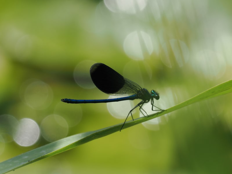Image from Calopteryx splendens album