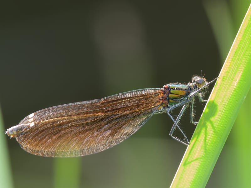 Image from Calopteryx virgo album