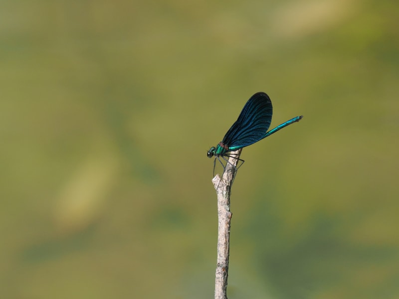 Image from Calopteryx virgo album