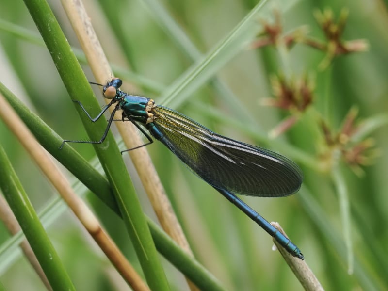 Image from Calopteryx xanthostoma album
