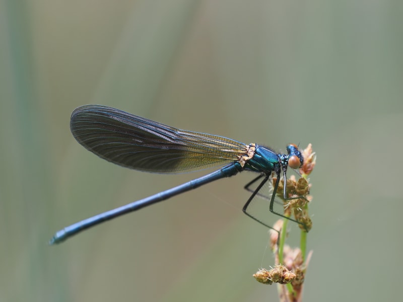 Image from Calopteryx xanthostoma album