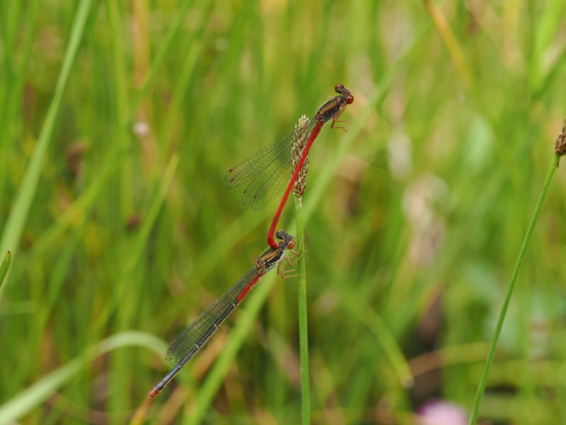 Image from Ceriagrion tenellum album