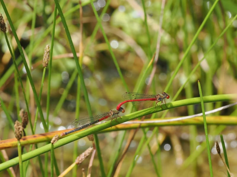Image from Ceriagrion tenellum album