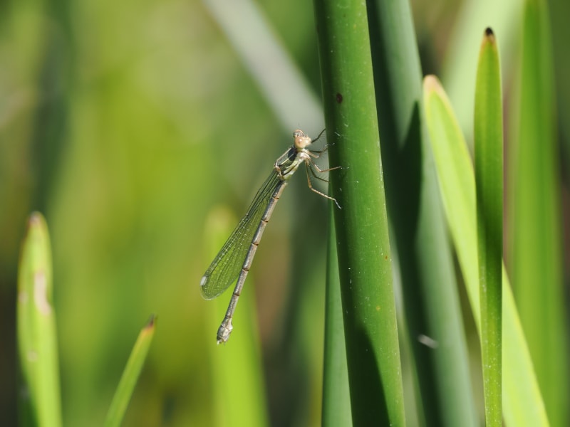 Image from Chalcolestes viridis album