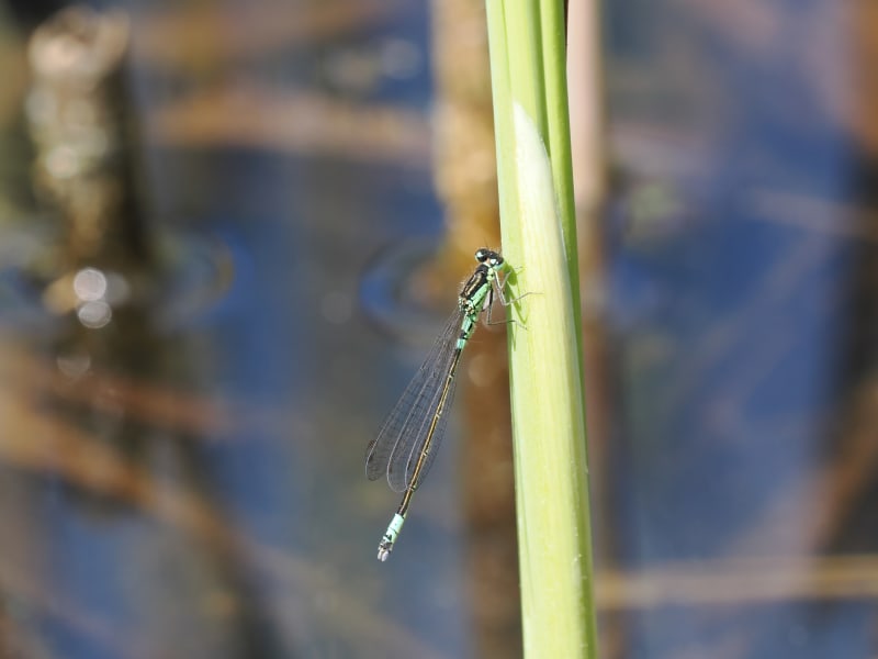 Coenagrion armatum