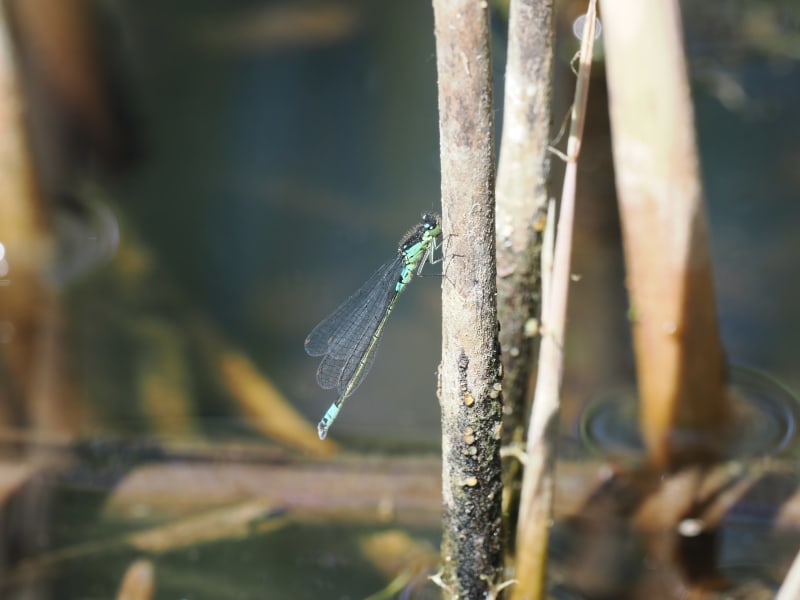 Coenagrion armatum