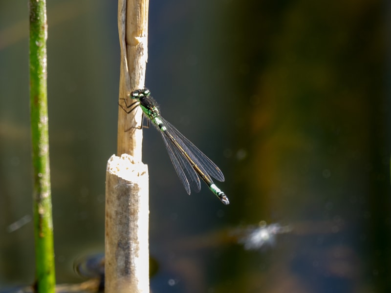 Image from Coenagrion armatum album