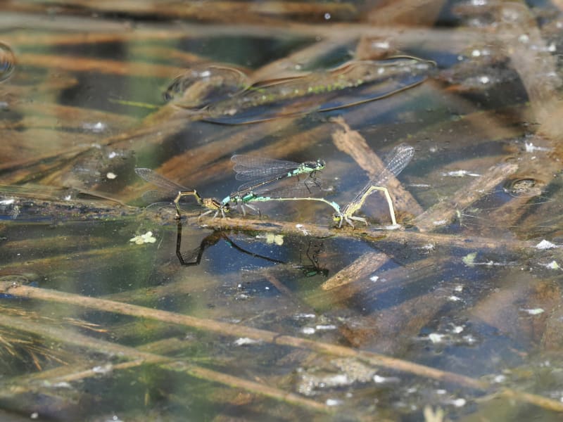 Image from Coenagrion armatum album